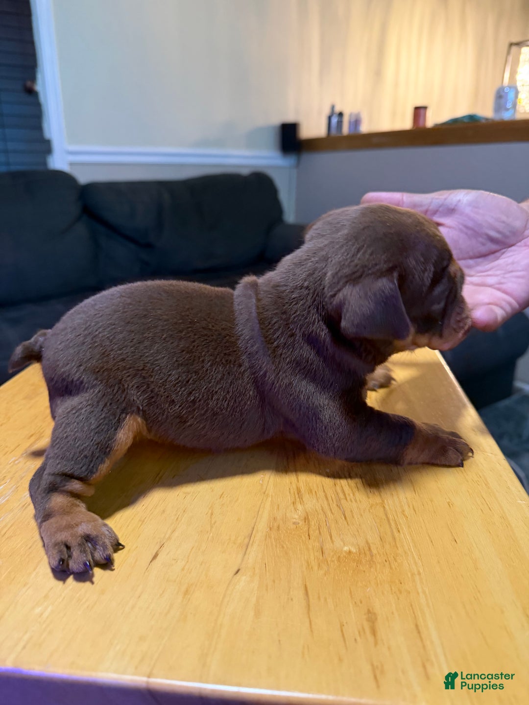 English Bulldog dogs for sale: Khal Drogo - Ad 8