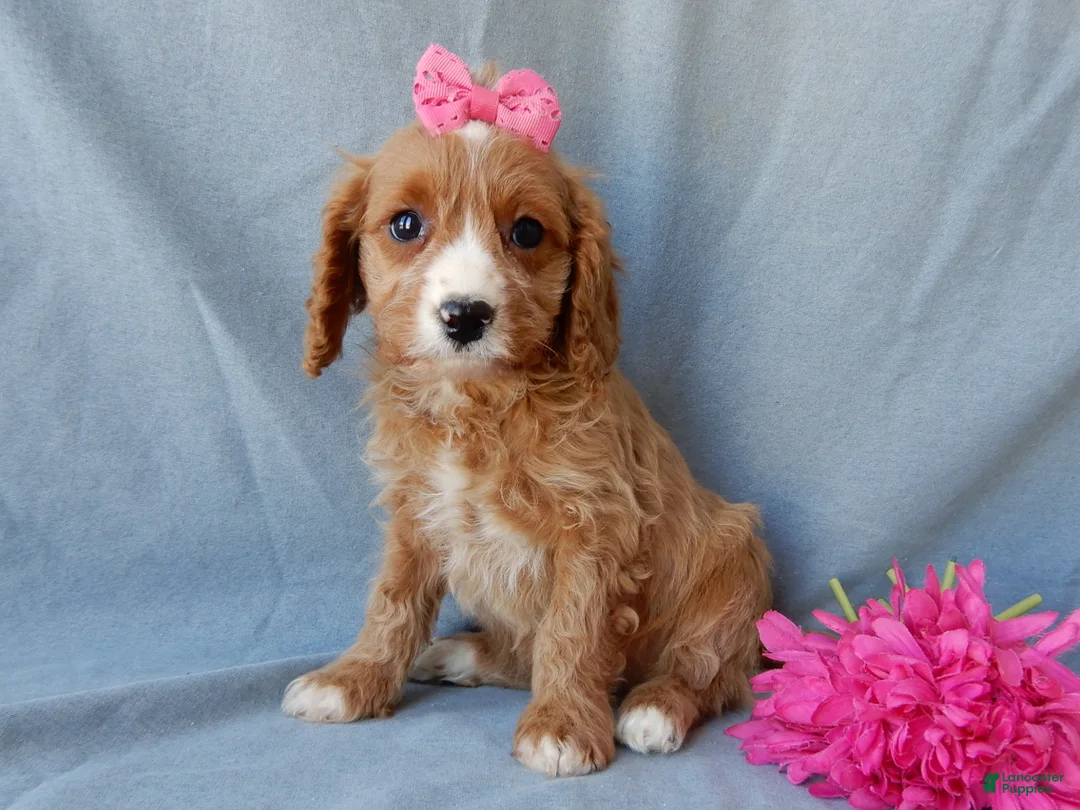 Cavapoo dogs for sale: Taylor - Ad 7