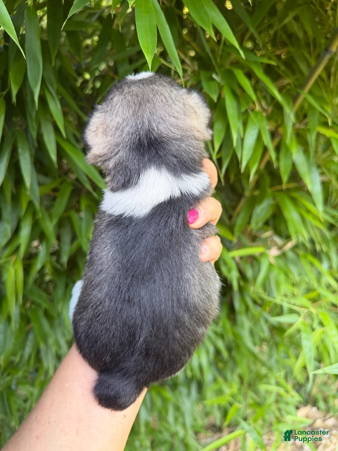 Miniature Schnauzer dogs for sale: Miniature Schnauzer 1 - Ad 4