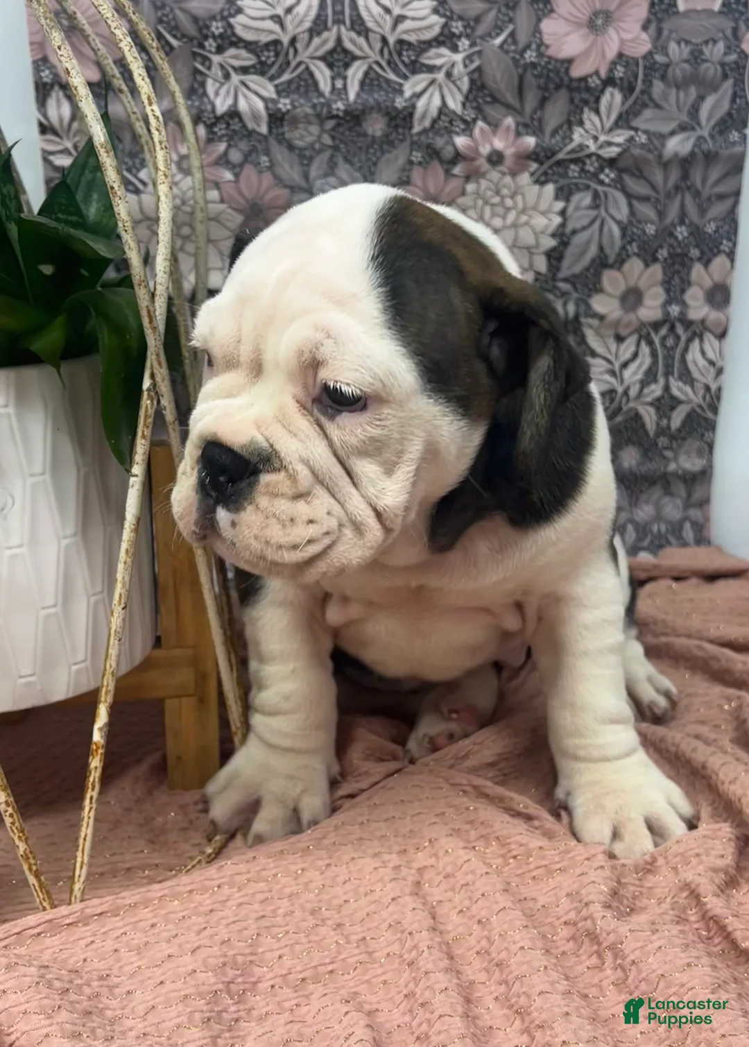 English Bulldog dogs for sale: Lisa - Ad 5