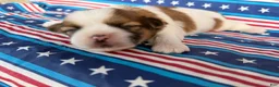 Shih Tzu dogs for sale: Quigley Shih Tzu  - Ad 7