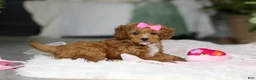 Cavapoo dogs for sale: Princess - Ad 6