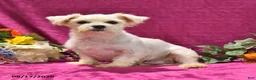 Maltese dogs for sale: Toby - Ad 6
