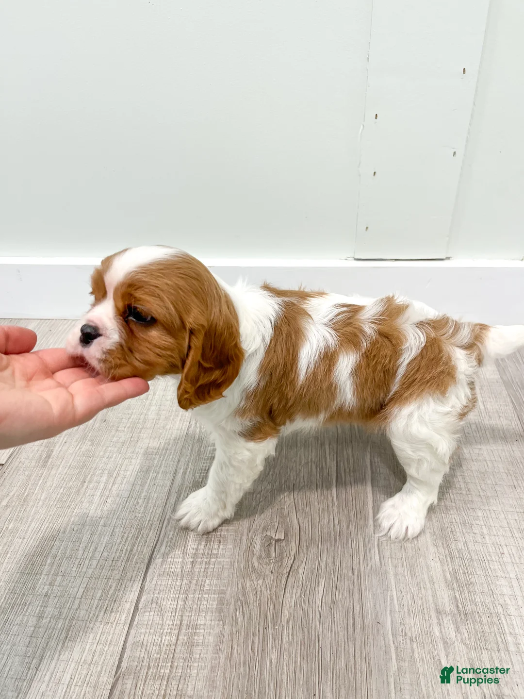 Cavalier King Charles Spaniel dogs for sale: Victor - Ad 6