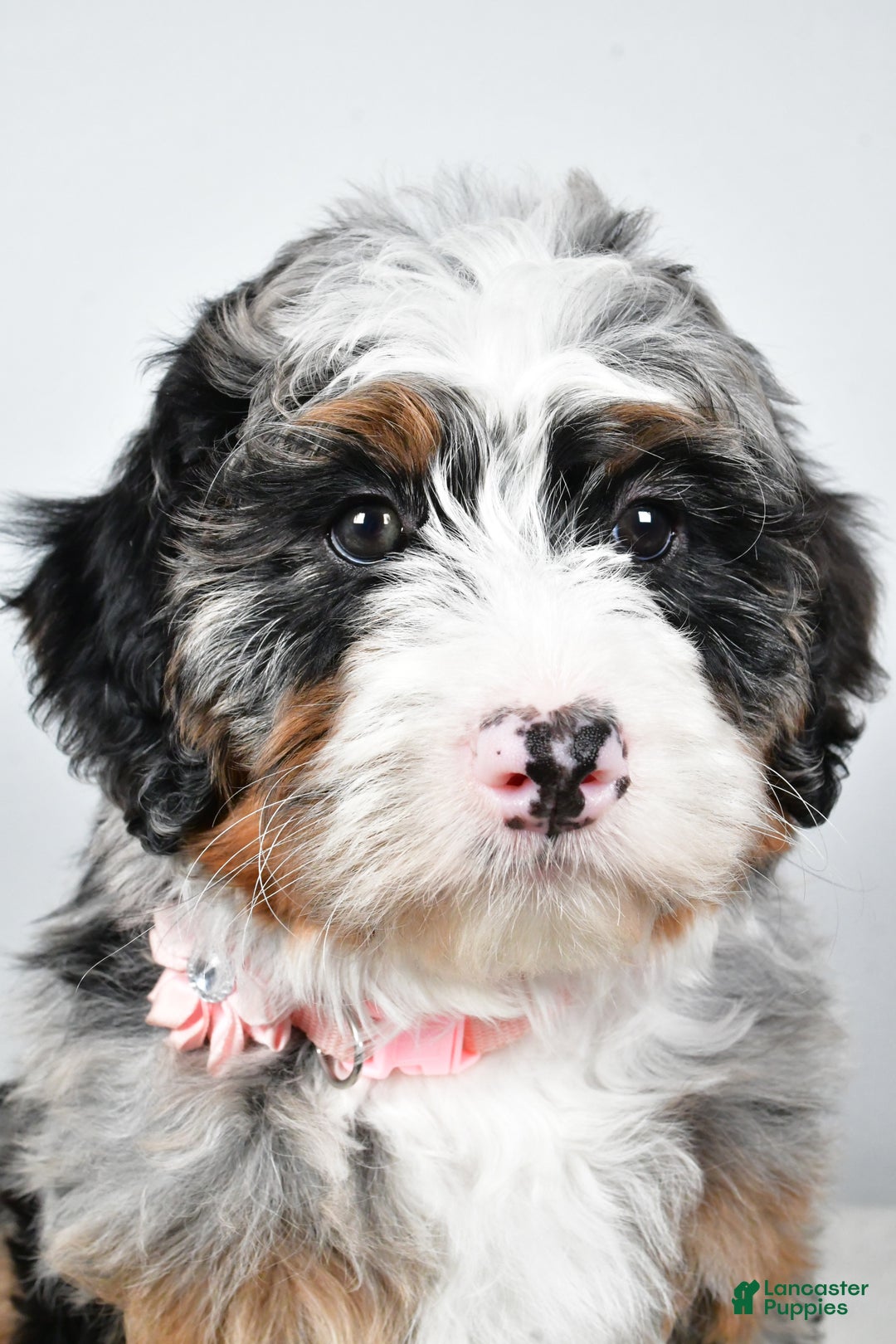 Mini Bernedoodle dogs for sale: Charlotte - Ad 7