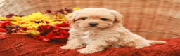 Maltipoo dogs for sale: Jolene - Ad 6