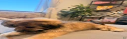 Shihpoo dogs for sale: Daisy - Ad 4
