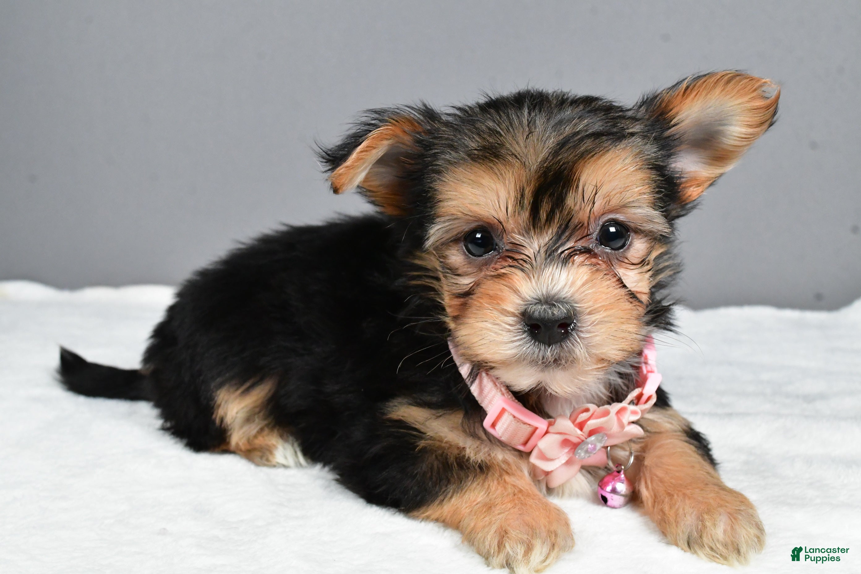Morkie Puppies for sale in Ohio Lancaster Puppies