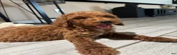Standard Poodle dogs for sale: Duke - Ad 7