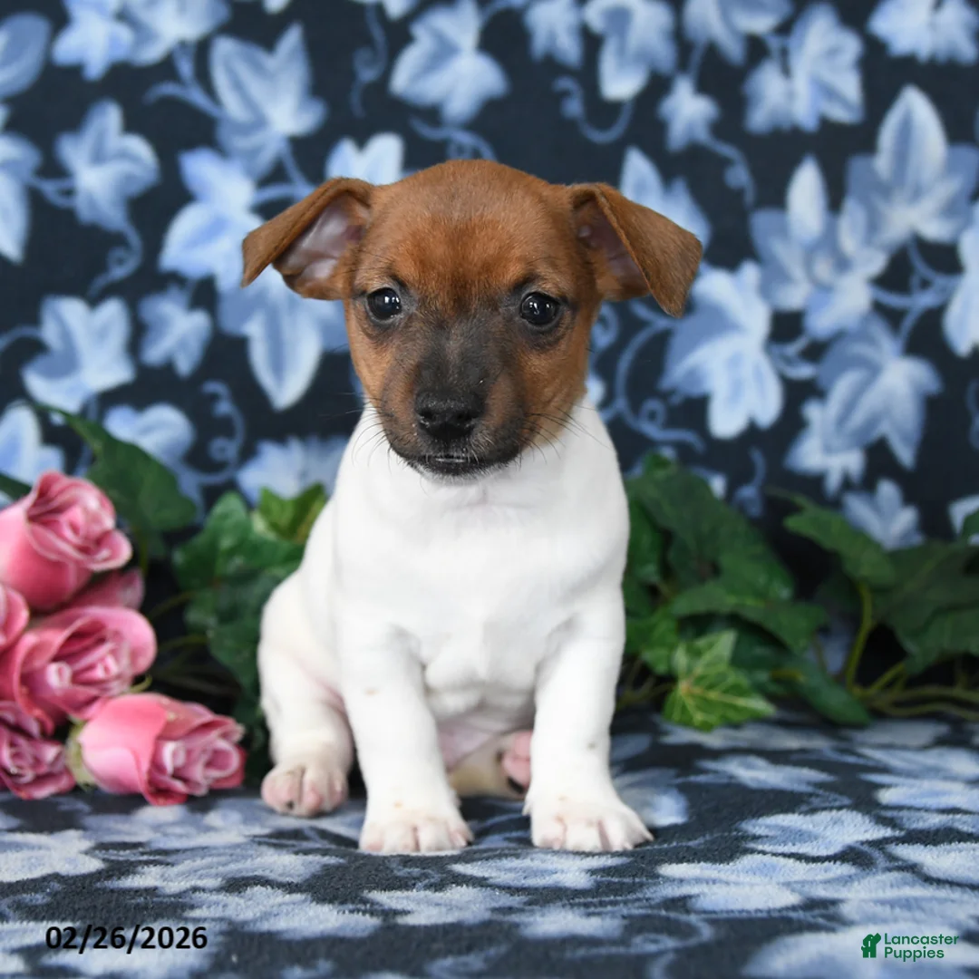 Jack Russell Terrier dogs for sale: Austin - Ad 3