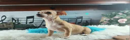 Chihuahua dogs for sale: Nationwide delivery. Popcorn boy green - Ad 9