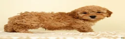 Mini Goldendoodle dogs for sale: Corey - Ad 5