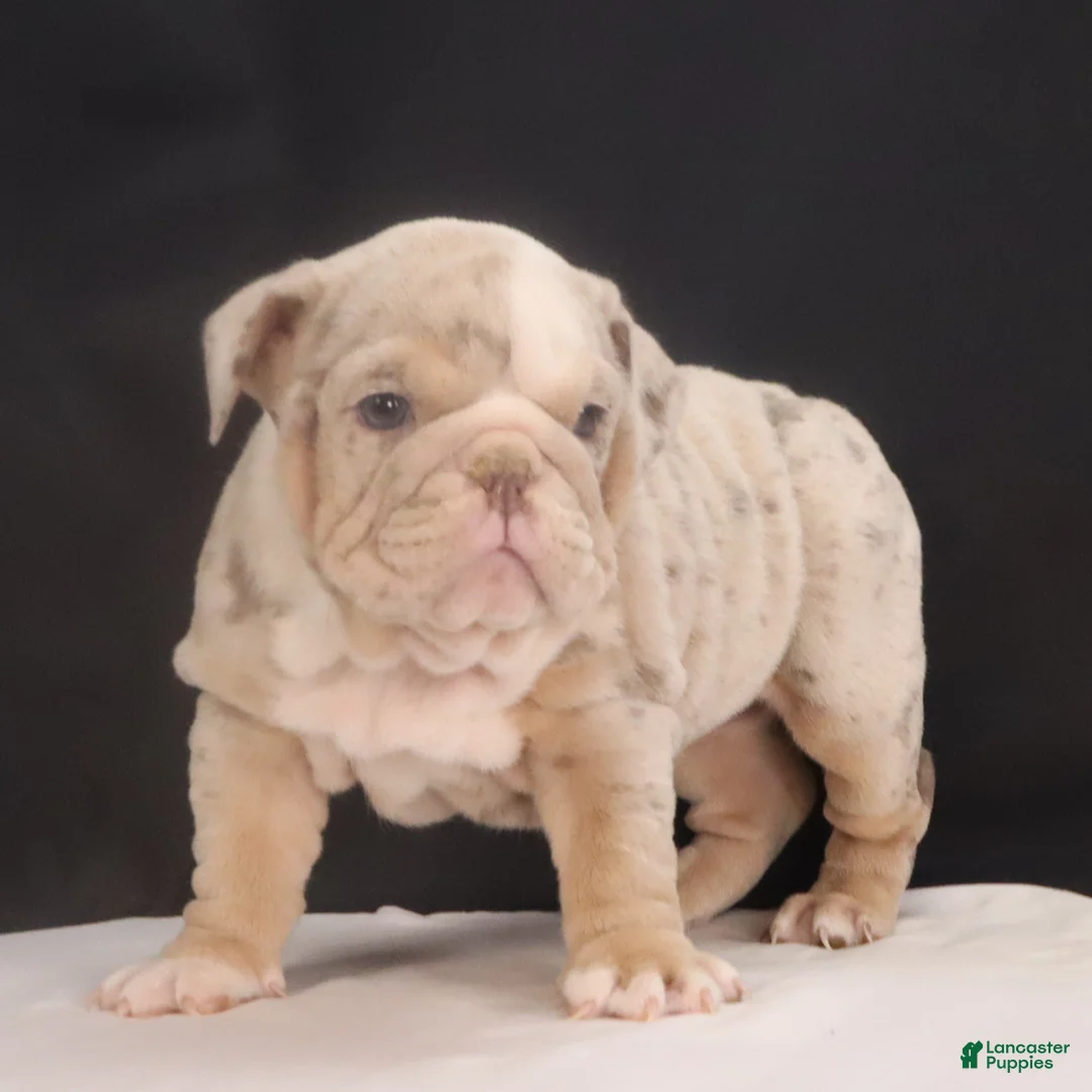 English Bulldog dogs for sale: Tanya - Ad 5