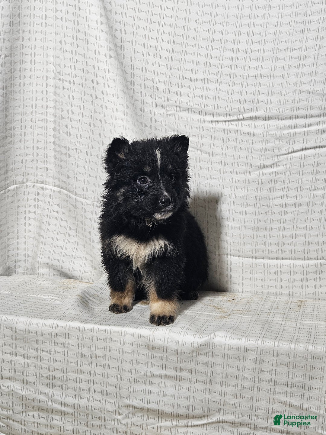 Mixed Breed dogs for sale: Carly - Ad 6