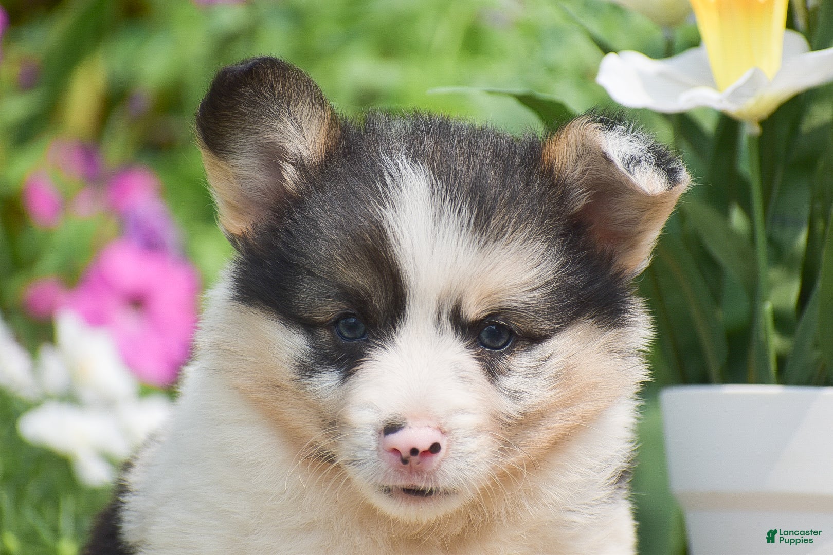 Welsh Corgi Pembroke dogs Caspian - Ad 1