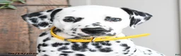 Dalmatian dogs for sale: Lemon - Ad 3