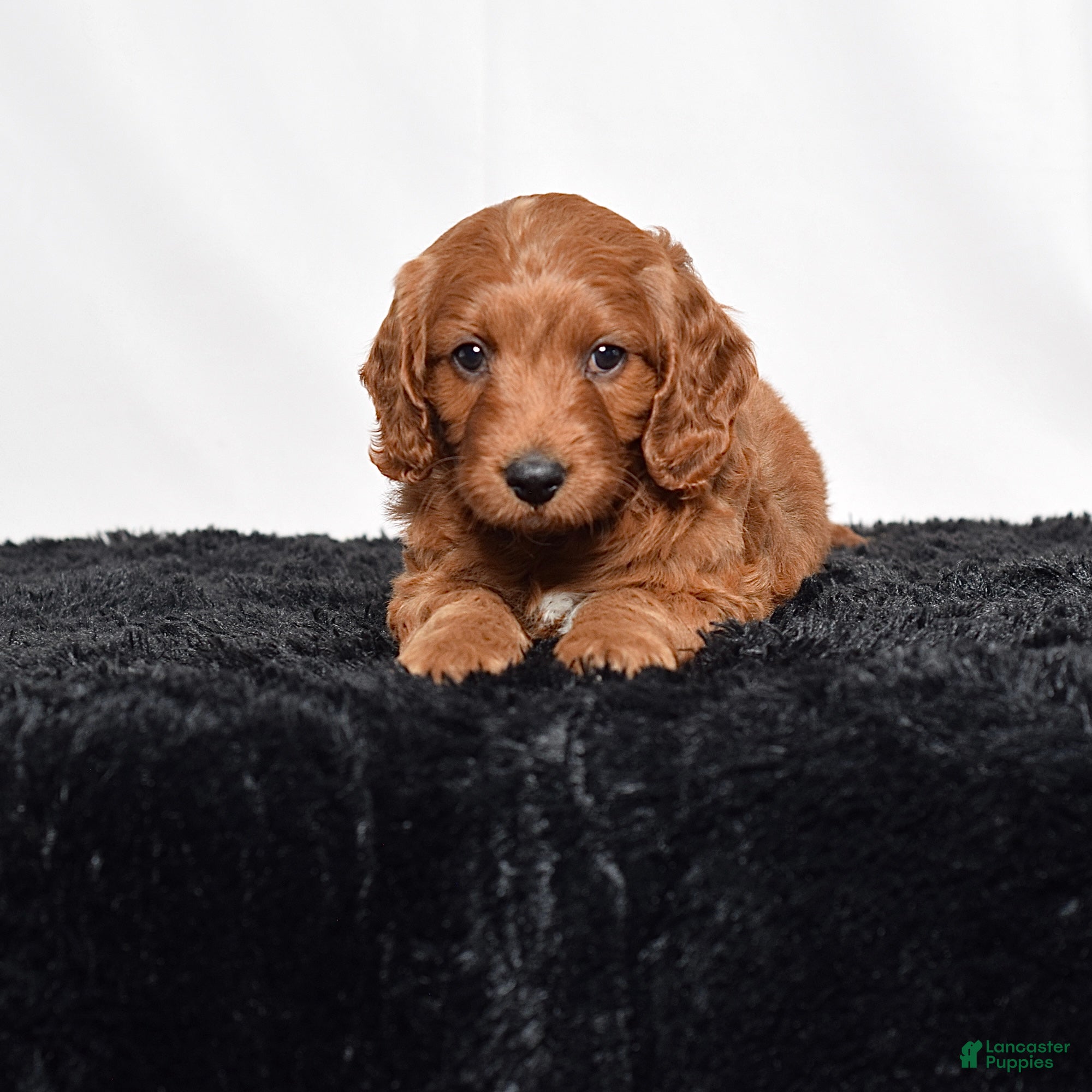 Mini Goldendoodle dogs for sale:  Marshal - Ad 6