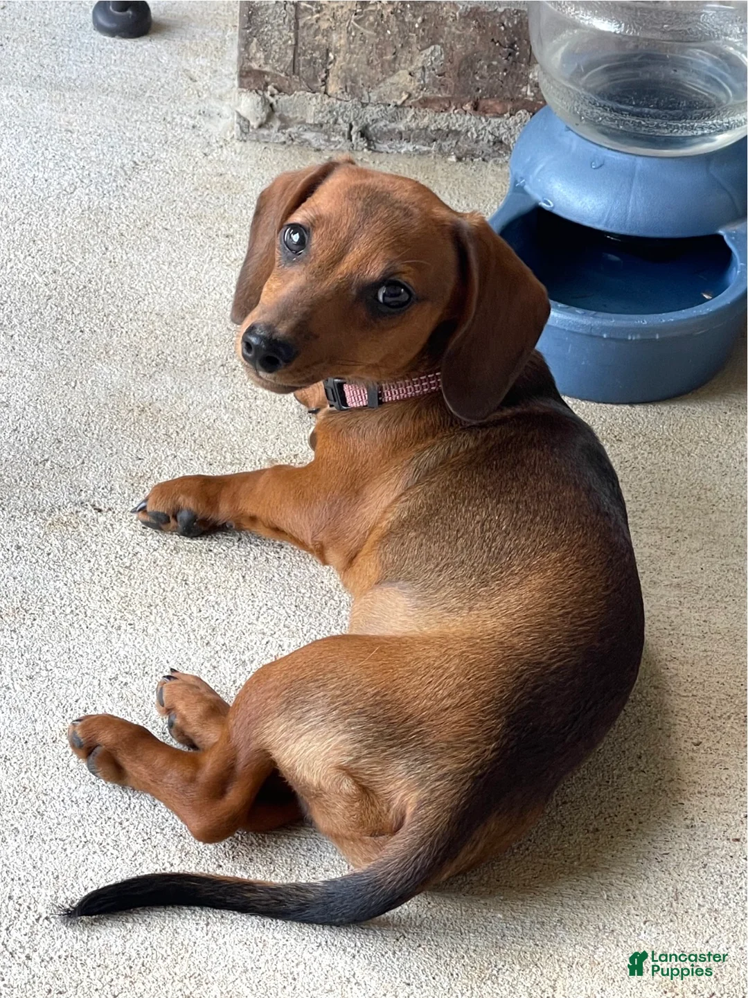 Miniature Dachshund dogs for sale: Geralt (like Gary, Gare+ ult) - Ad 1