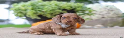 Miniature Dachshund dogs for sale: Gordy - Ad 2