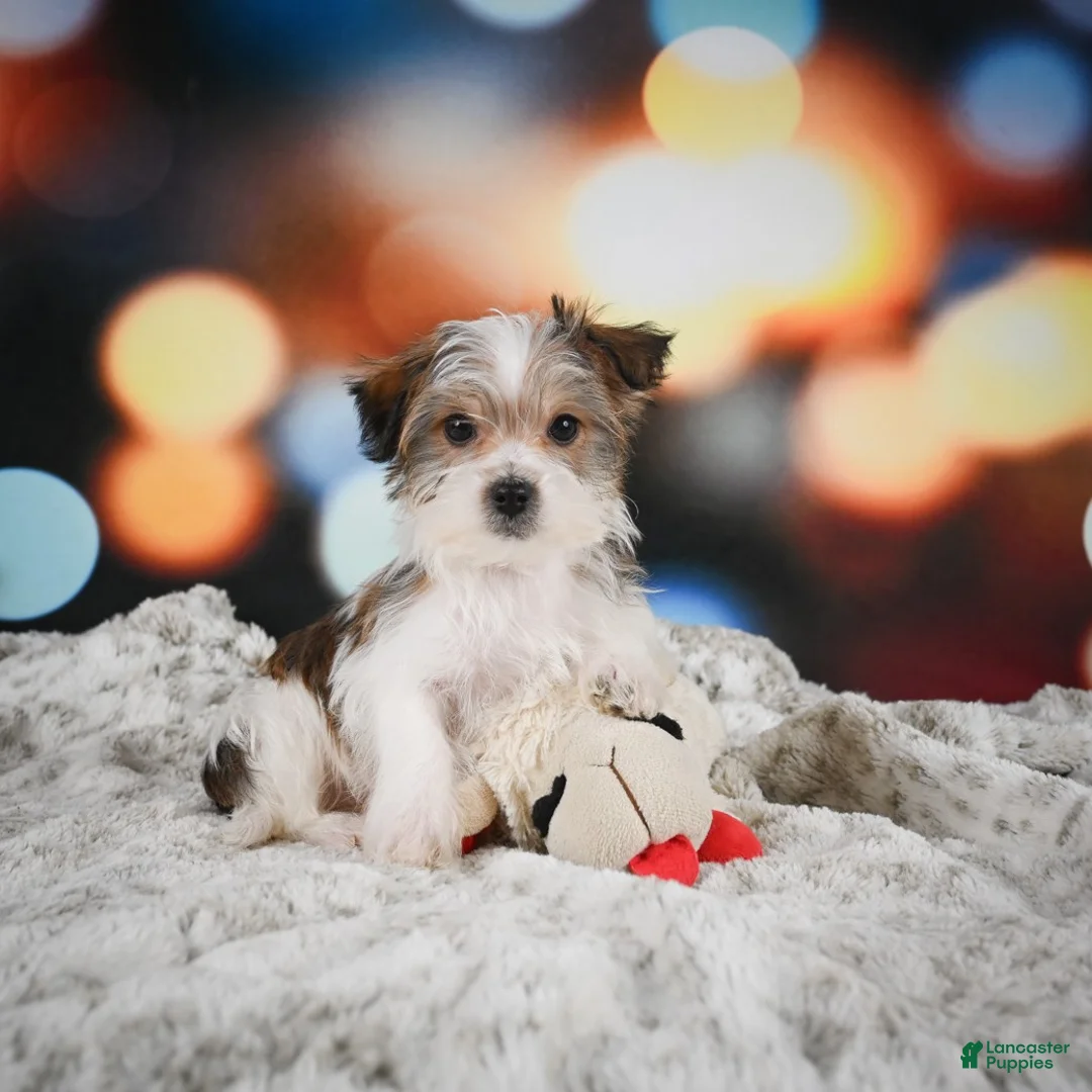 Morkie dogs for sale: Cash - Ad 2