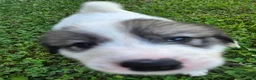 Great Pyrenees dogs for sale: George - Ad 3