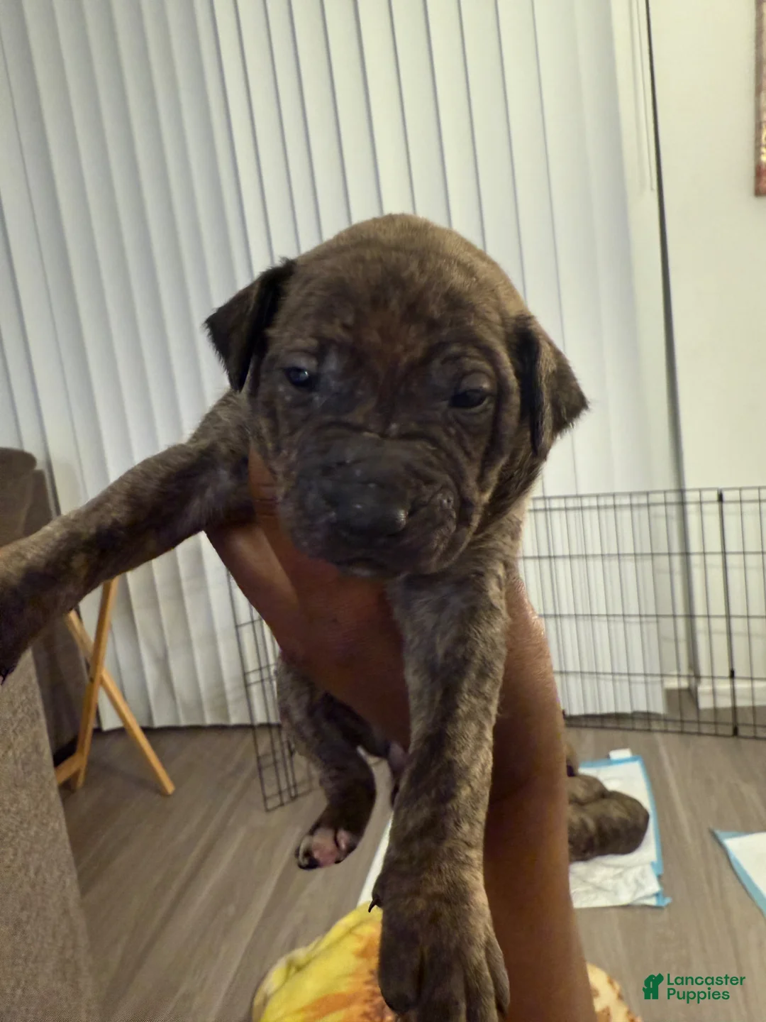 Mixed Breed dogs for sale: Mixed Breed Puppy 2 - Ad 1