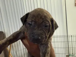 Mixed Breed dogs Mixed Breed Puppy 2 - Ad 2