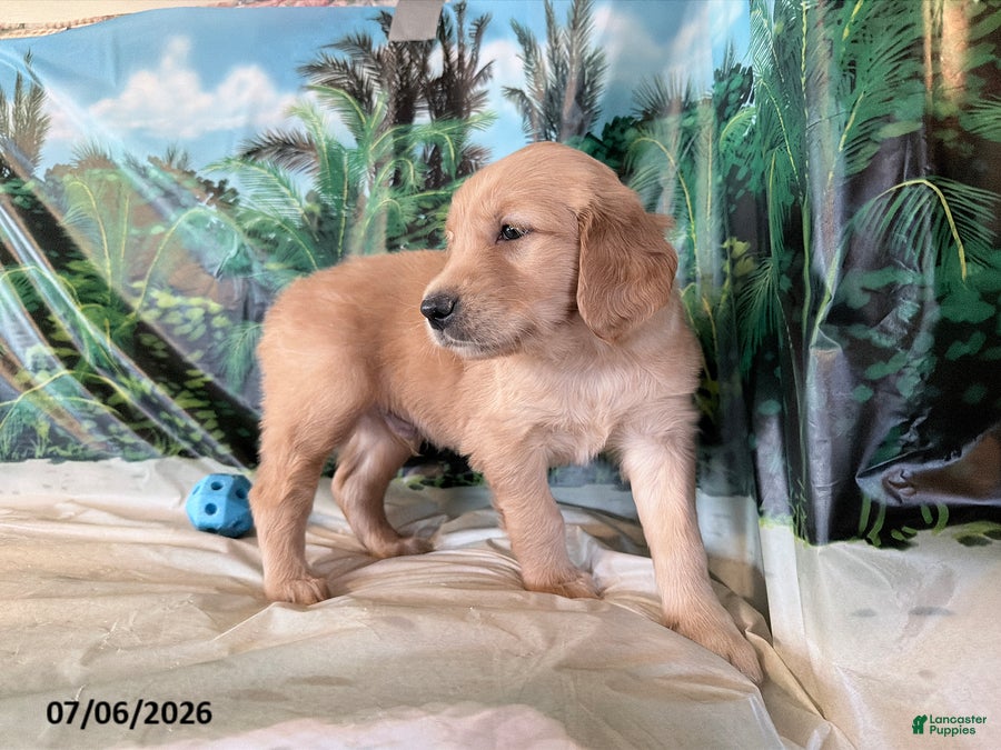 Golden Retriever dogs Cyler - Ad 2