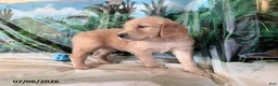 Golden Retriever dogs for sale: Cyler - Ad 2