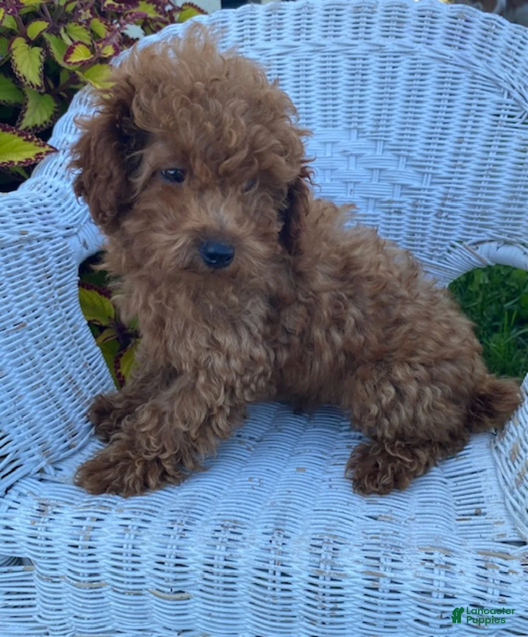 Miniature Poodle dogs for sale: Murphy - Ad 1