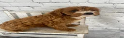 Cavapoo dogs for sale: Chloe - Ad 3