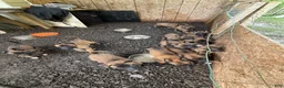 Belgian Malinois dogs for sale: Belgian Malinois 7 - Ad 1