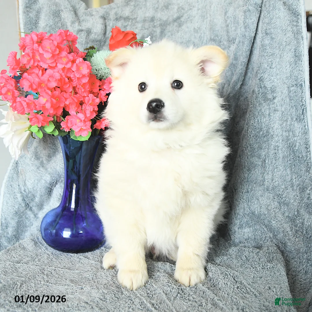 American Eskimo dogs for sale: Prince   - Ad 3