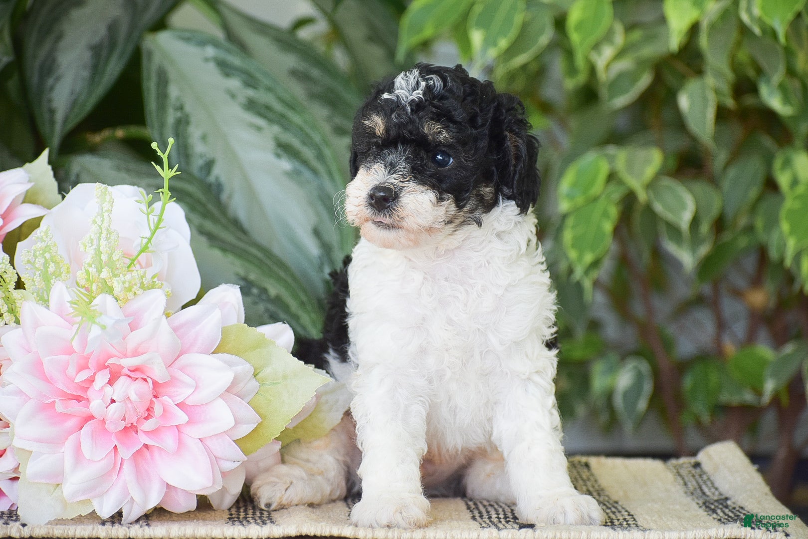 Miniature Poodle dogs Hank - Ad 2