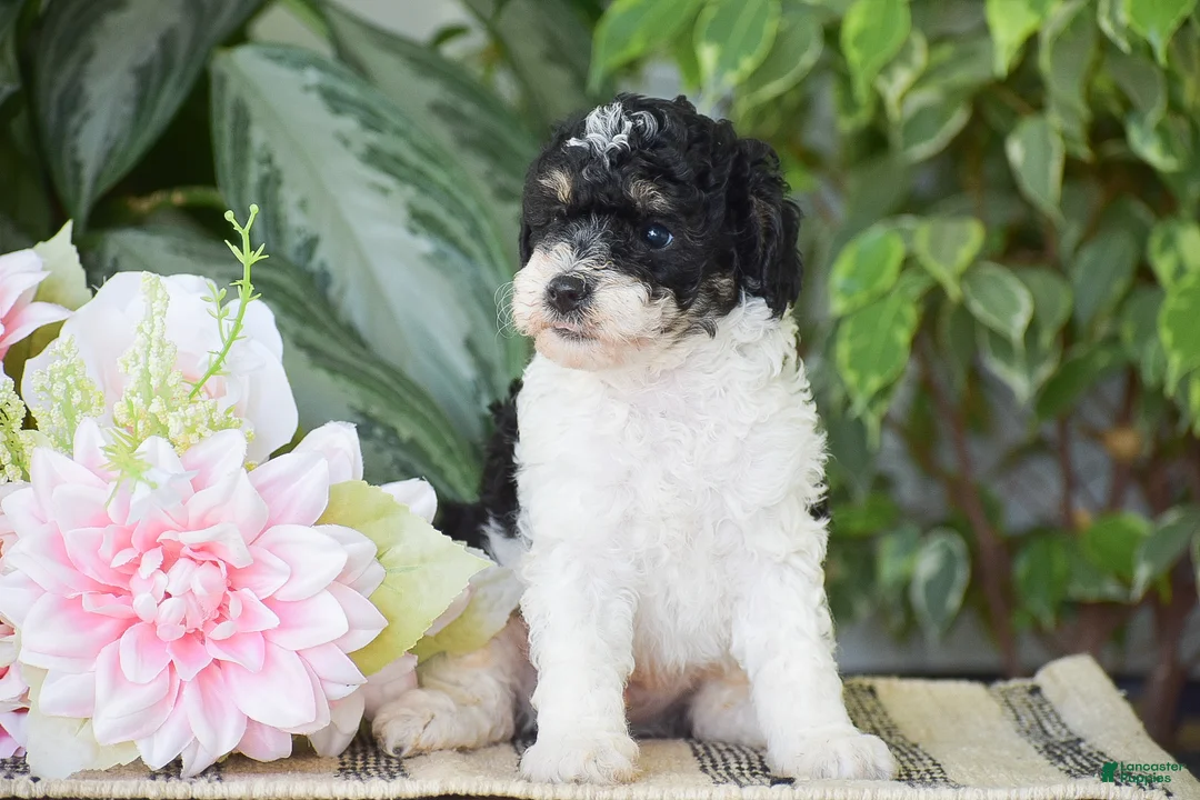 Miniature Poodle dogs for sale: Hank - Ad 2