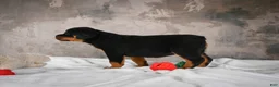 Rottweiler dogs for sale:  Callie 🌸 - Ad 3