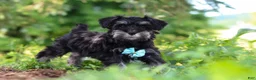 Miniature Schnauzer dogs for sale: Hunter - Ad 5