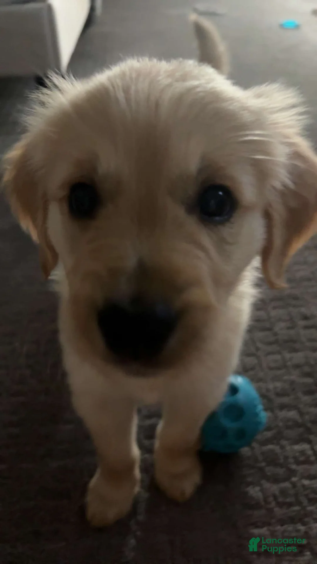 Golden Retriever dogs for sale: Golden Retriever 1 - Ad 5
