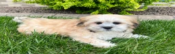 Lhasa Apso dogs for sale: Simba - Ad 5