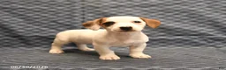 Jack Russell Terrier dogs for sale: Joy - Ad 3