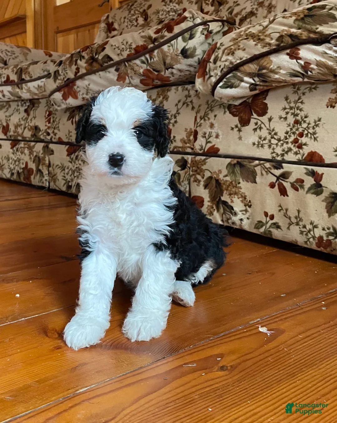Mini Bernedoodle dogs for sale: Mini Bernedoodle Puppy 3 - Ad 2