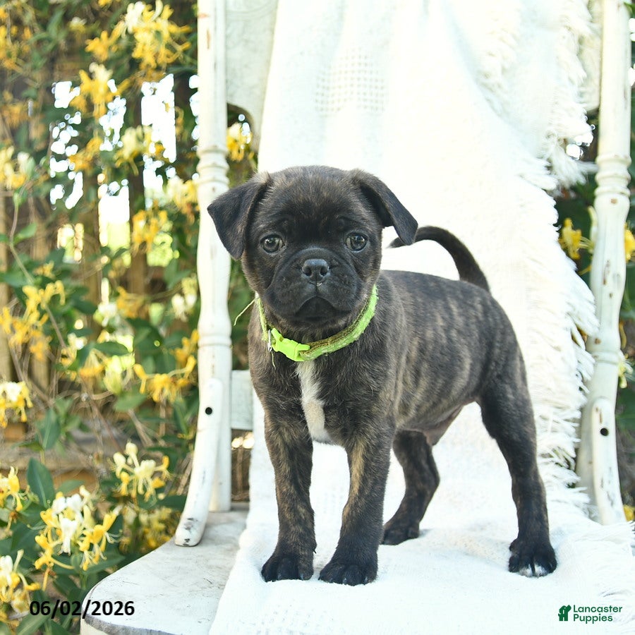Mixed Breed dogs for sale: Spunky  - Ad 2