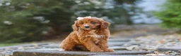 Cavapoo dogs for sale: Clover - Ad 3