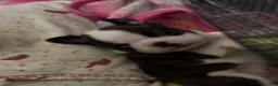 Boston Terrier dogs for sale: Jesse  - Ad 4
