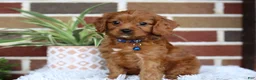 Cavapoo dogs for sale: Forrest - Ad 3