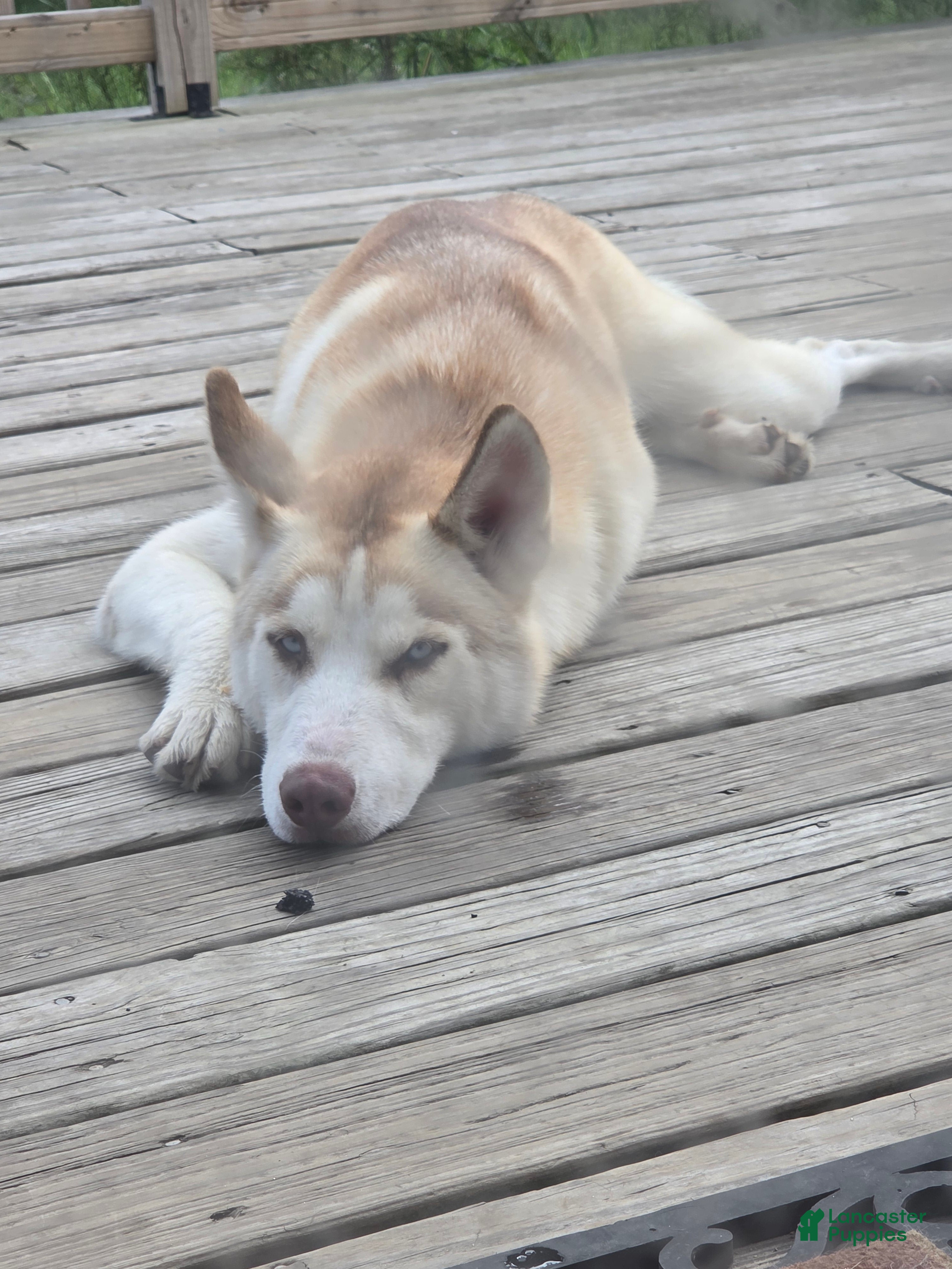 Siberian Husky dogs Lobo - Ad 3