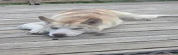 Siberian Husky dogs for sale: Lobo - Ad 1
