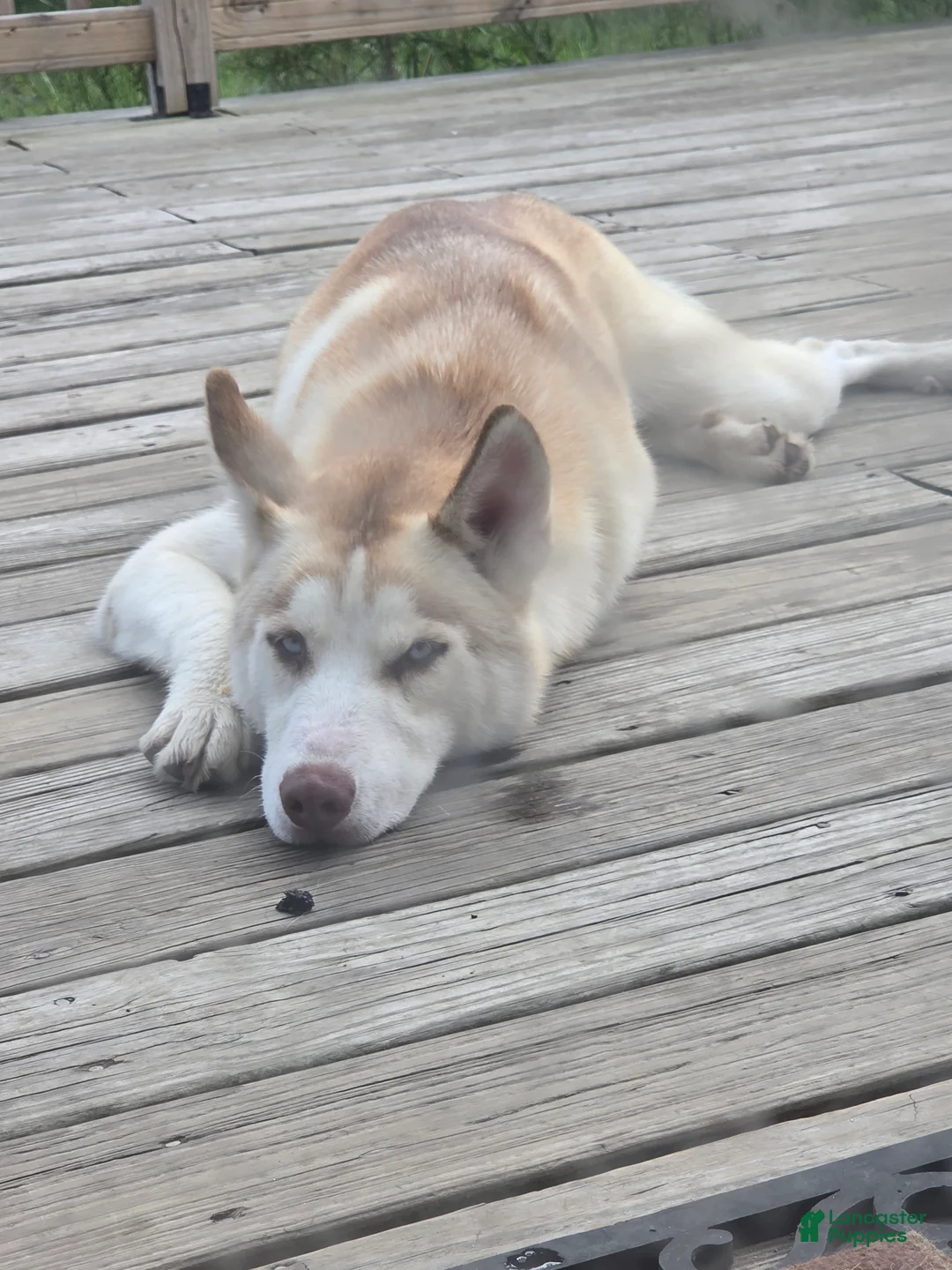 Siberian Husky dogs for sale: Lobo - Ad 1