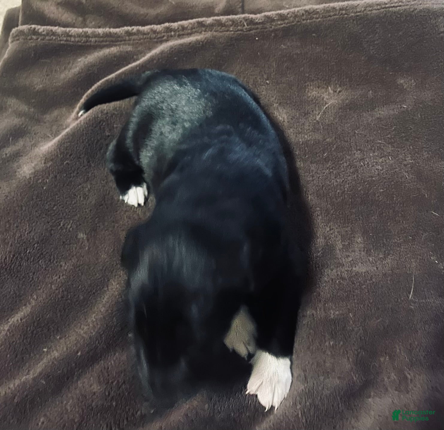 Mixed Breed dogs Mixed Breed Puppy 5 - Ad 8