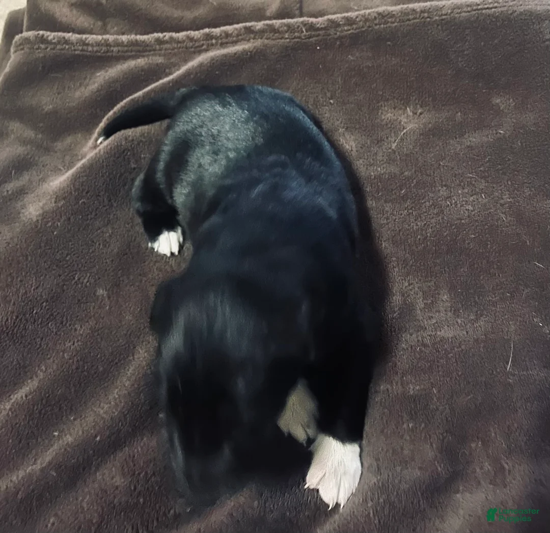 Mixed Breed dogs for sale: Mixed Breed Puppy 5 - Ad 1